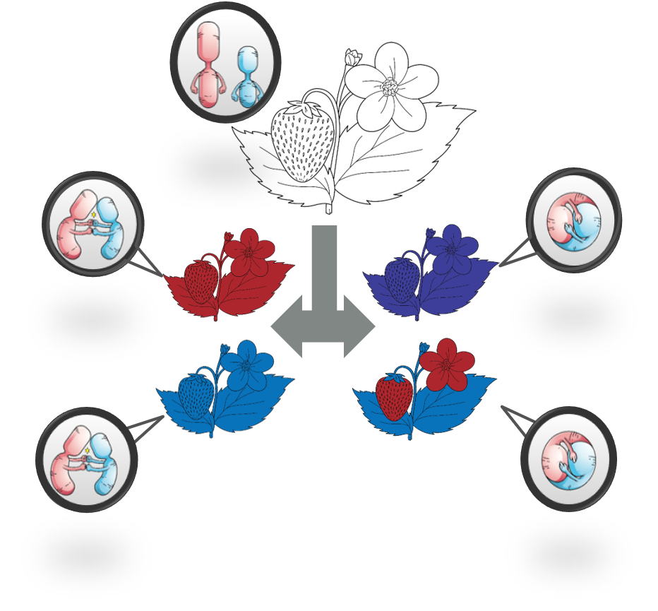 Subgenome Dominance