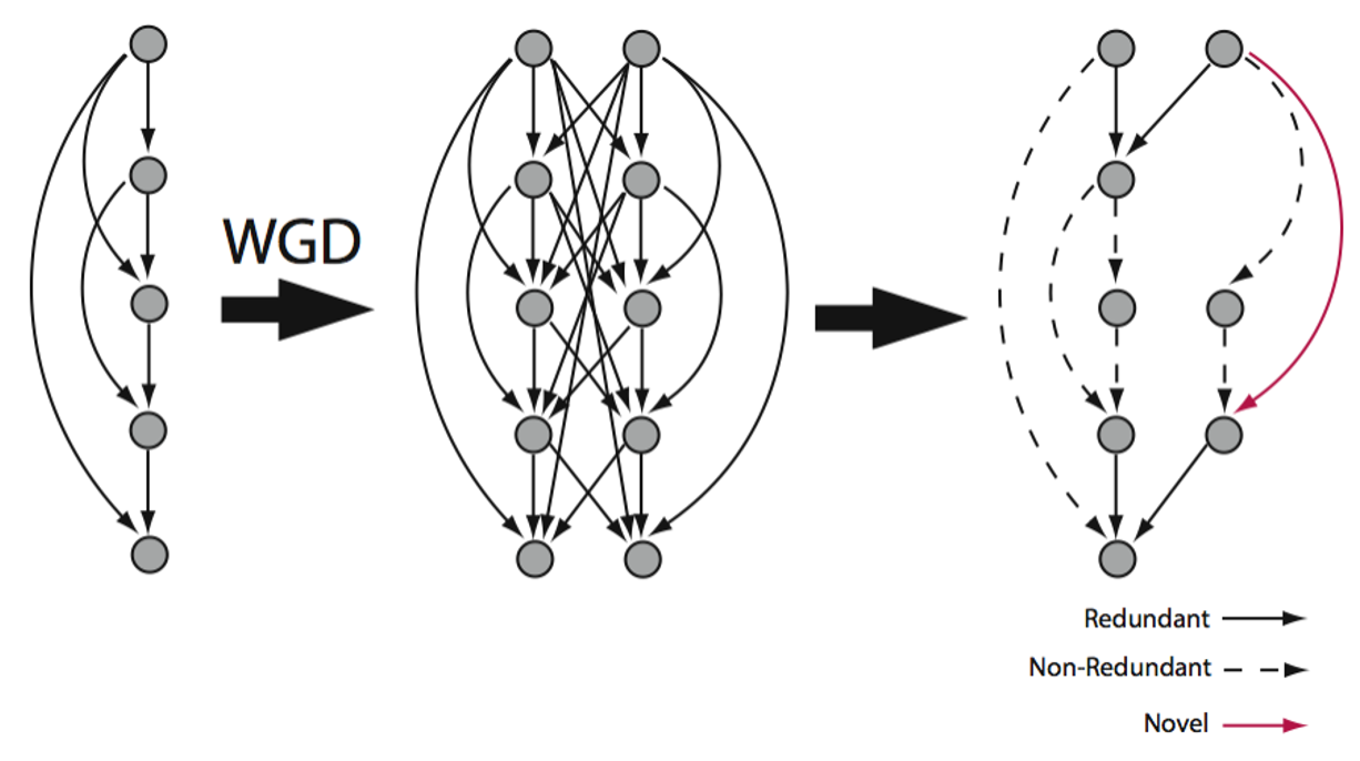 Network evolution after WGD