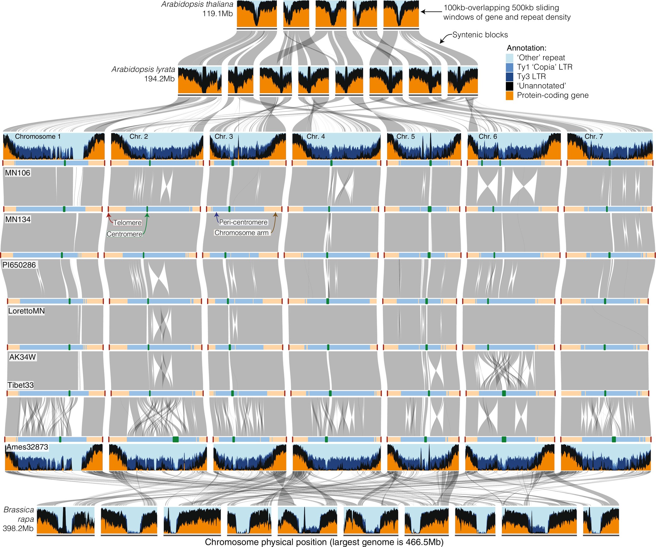 Macrosynteny and genome structure across the Brassicaceae.