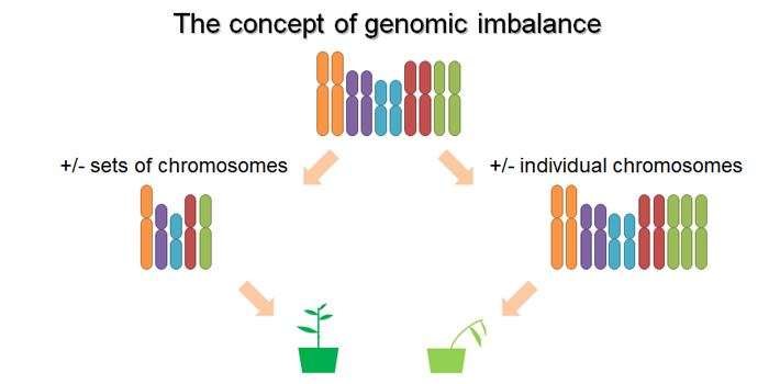Genomic Imbalance